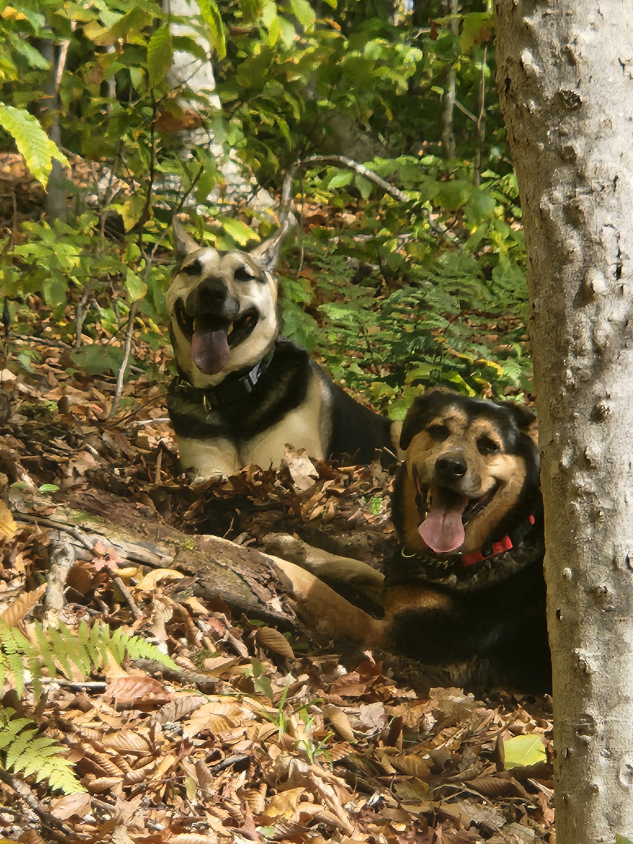 Ryker and Freyja helping